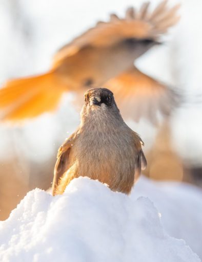 Lapin luonnossa tapaa vieraita, joita ei etelässä näe